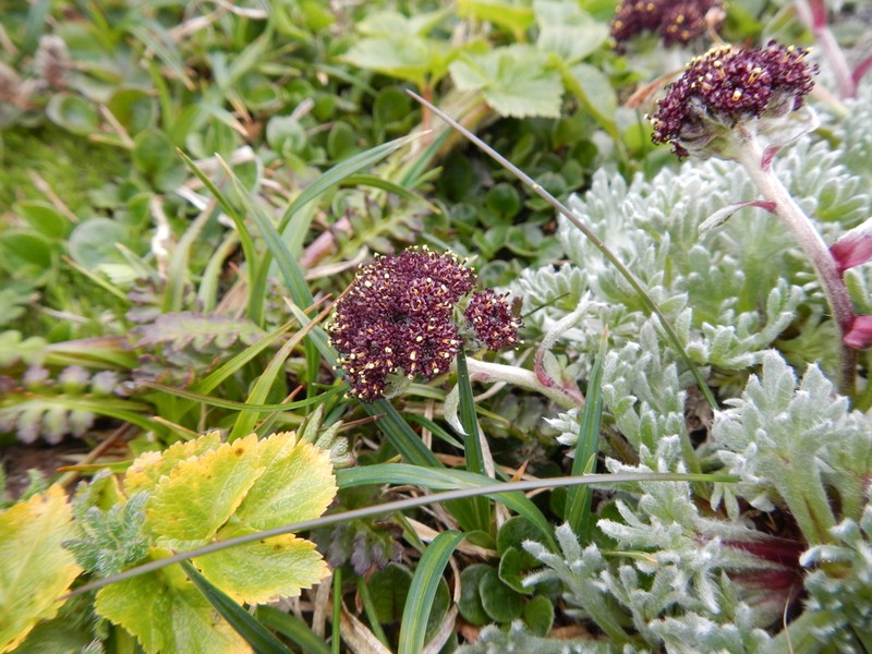 Purple Wormwood photo 2