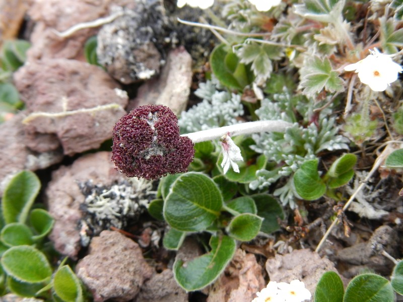 Purple Wormwood photo 3
