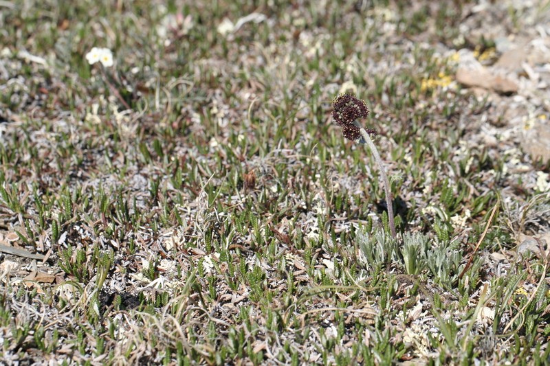Purple Wormwood photo 4