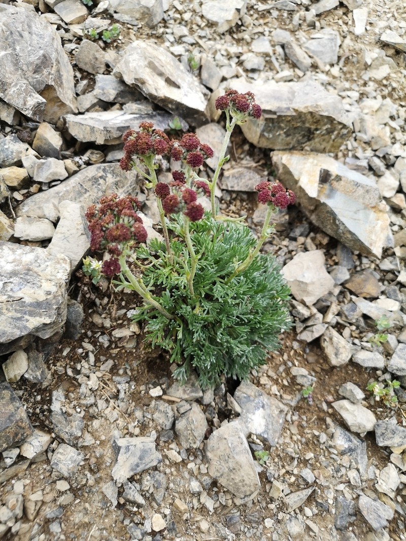 Purple Wormwood photo 5