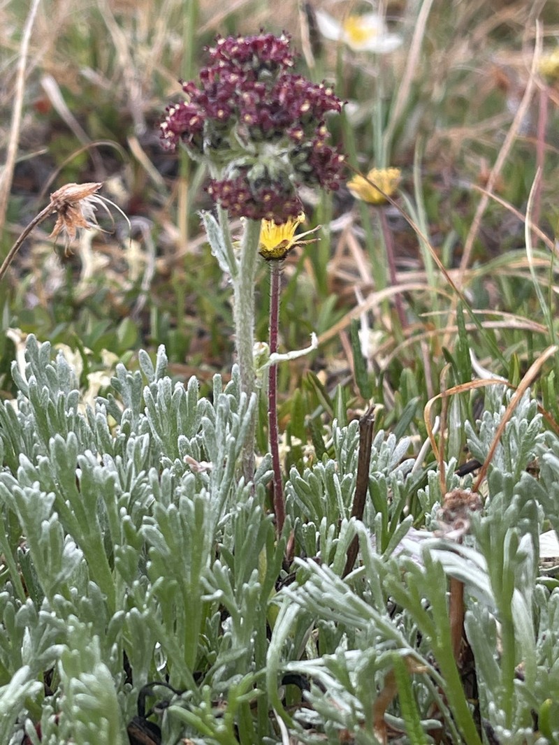 Purple Wormwood photo 6