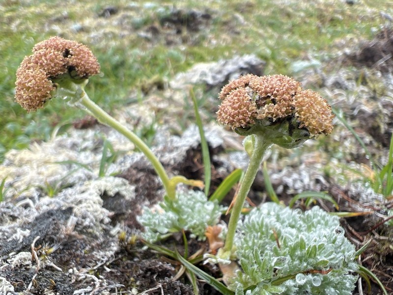 Purple Wormwood photo 7