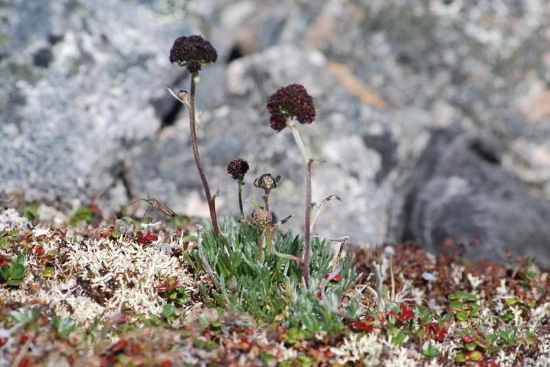 Purple Wormwood photo 8