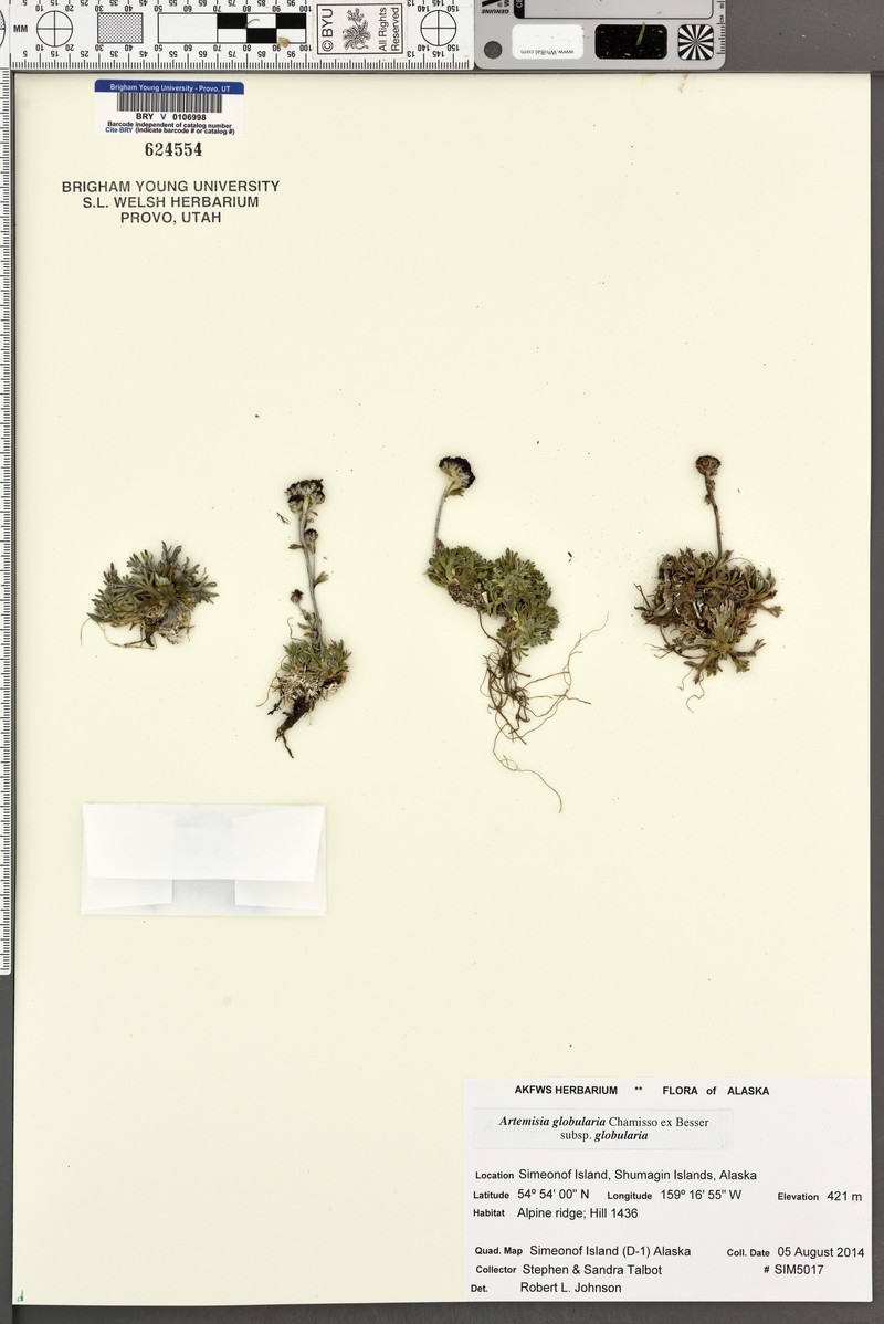 Artemisia globularia subsp. globularia
