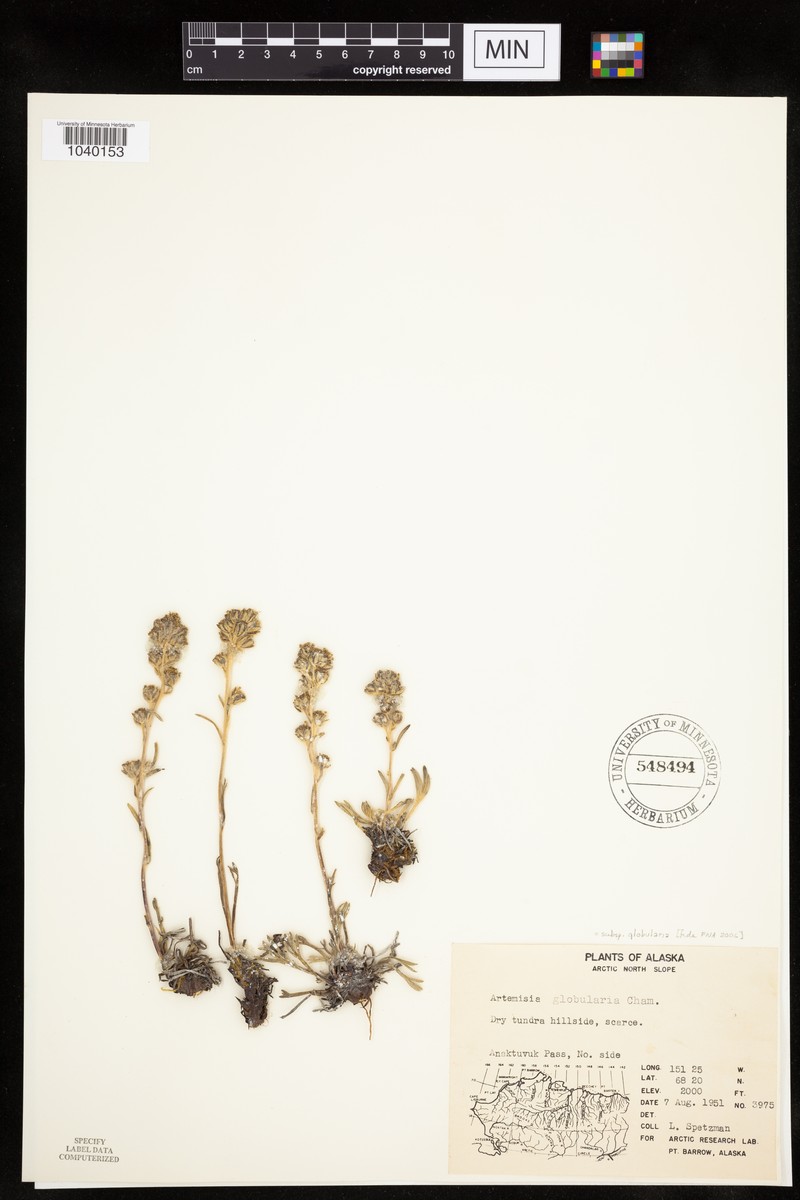 Artemisia globularia subsp. globularia photo 2