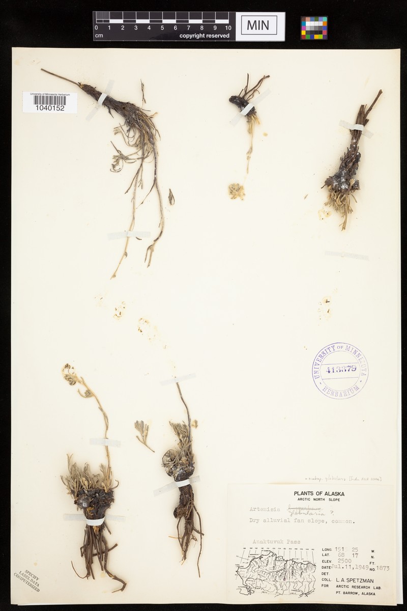Artemisia globularia subsp. globularia photo 3