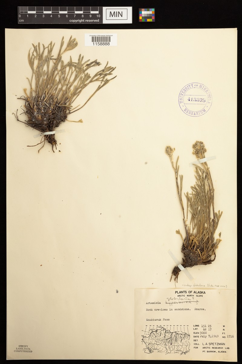 Artemisia globularia subsp. globularia photo 4