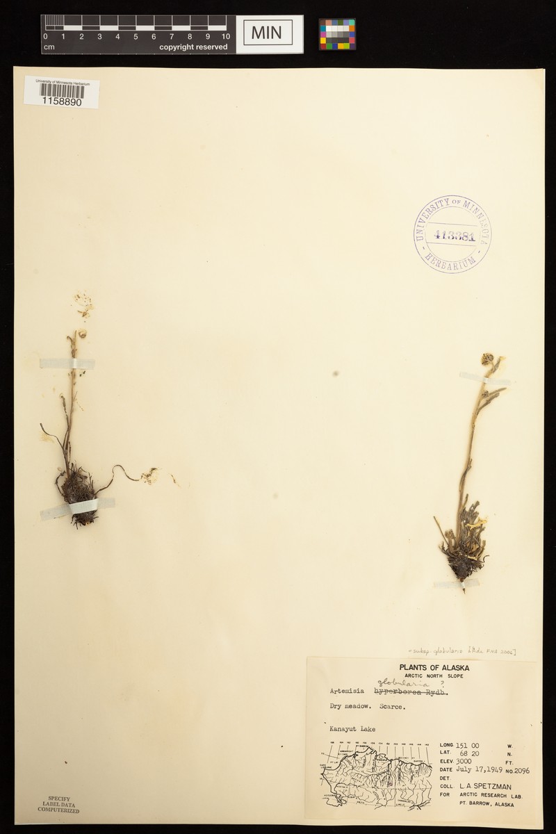 Artemisia globularia subsp. globularia photo 5