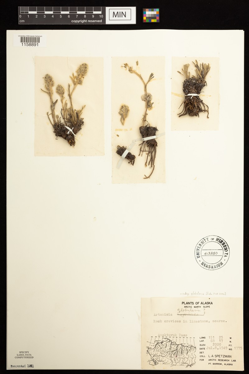 Artemisia globularia subsp. globularia photo 6