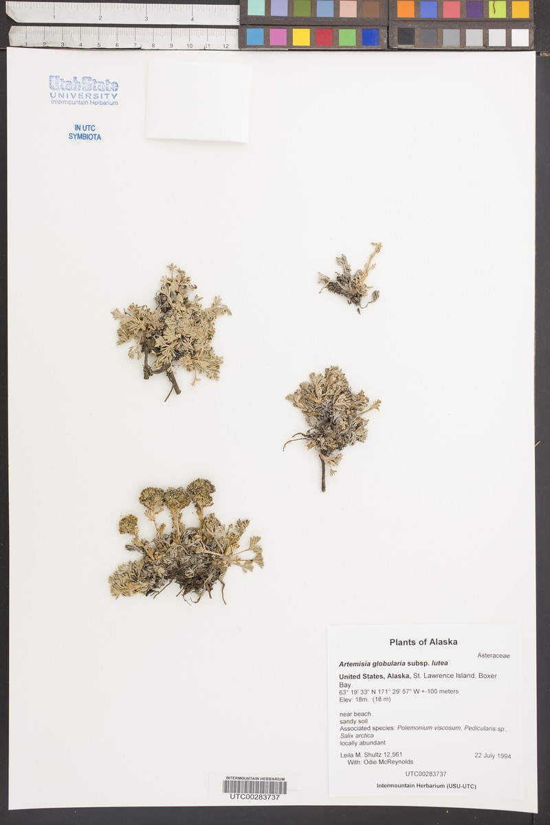 Artemisia globularia subsp. lutea photo 3