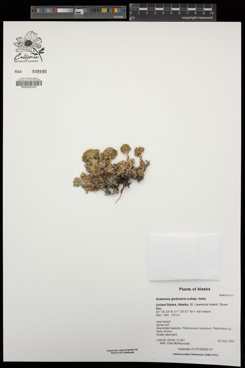 Artemisia globularia subsp. lutea photo 4