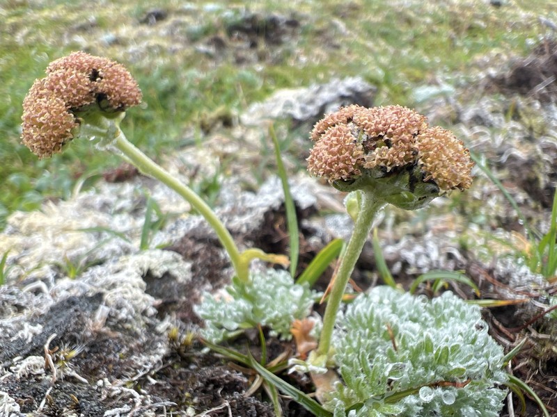 Artemisia globularia subsp. lutea