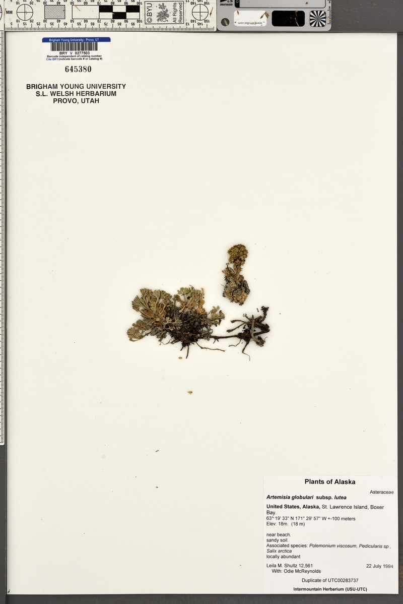 Artemisia globularia subsp. lutea photo 2