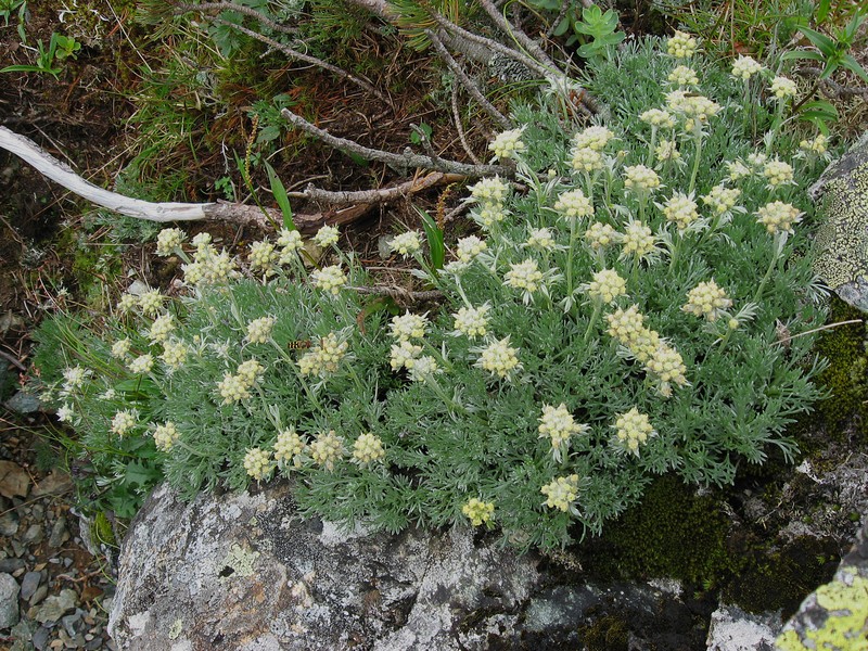 Pacific Alpine Wormwood