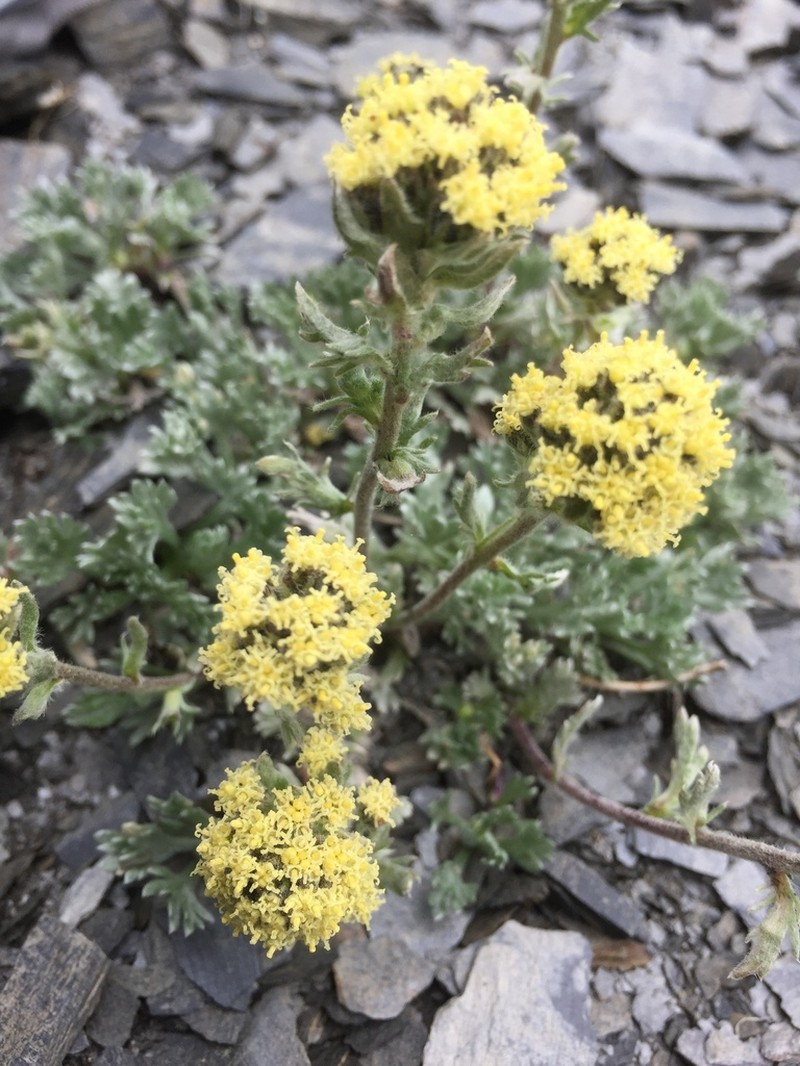 Pacific Alpine Wormwood
