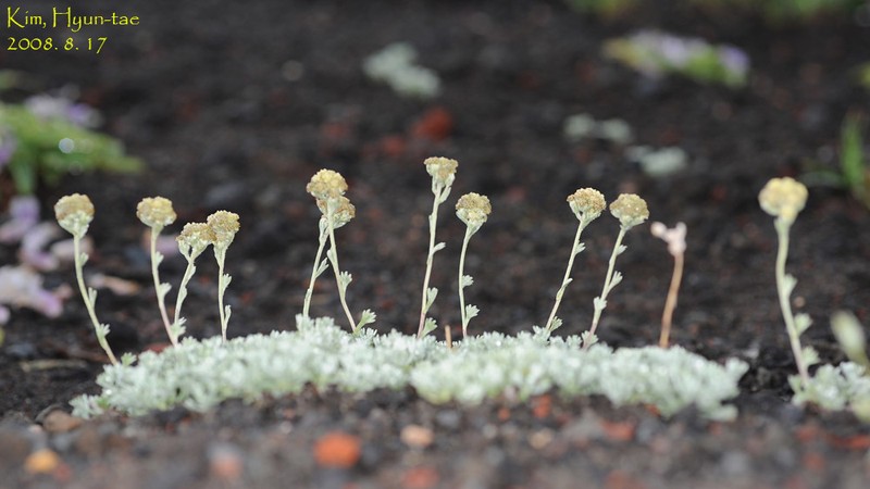 Pacific Alpine Wormwood photo 2
