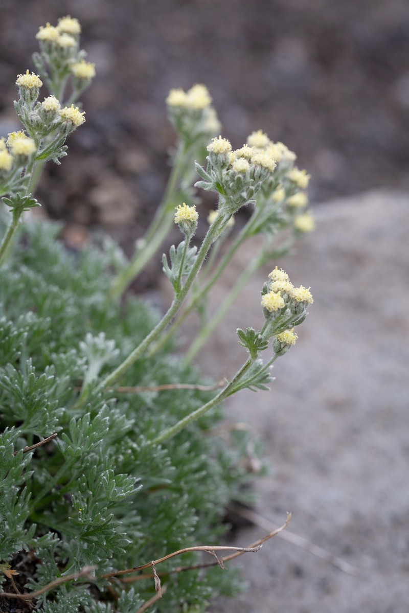 Pacific Alpine Wormwood photo 3