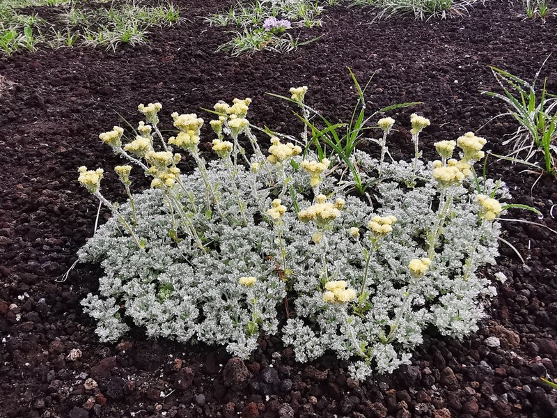 Pacific Alpine Wormwood photo 4