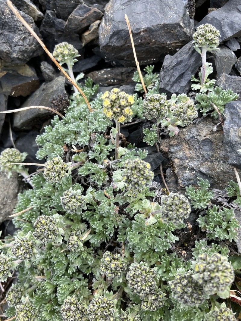 Pacific Alpine Wormwood photo 5
