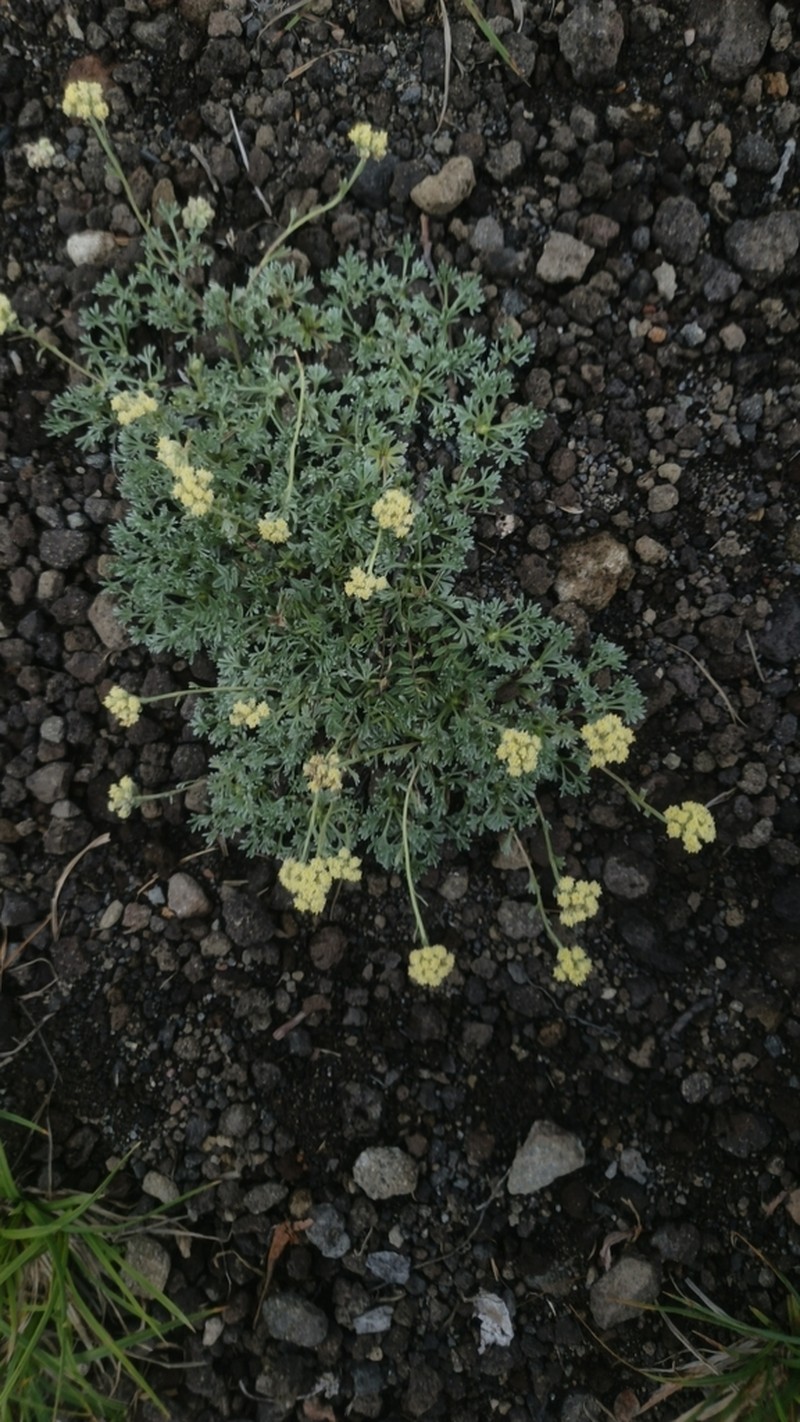 Pacific Alpine Wormwood photo 6