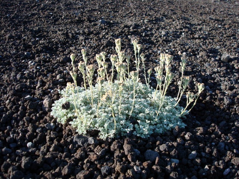 Pacific Alpine Wormwood photo 7