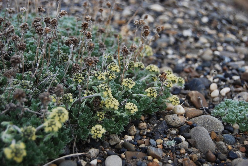 Pacific Alpine Wormwood photo 8