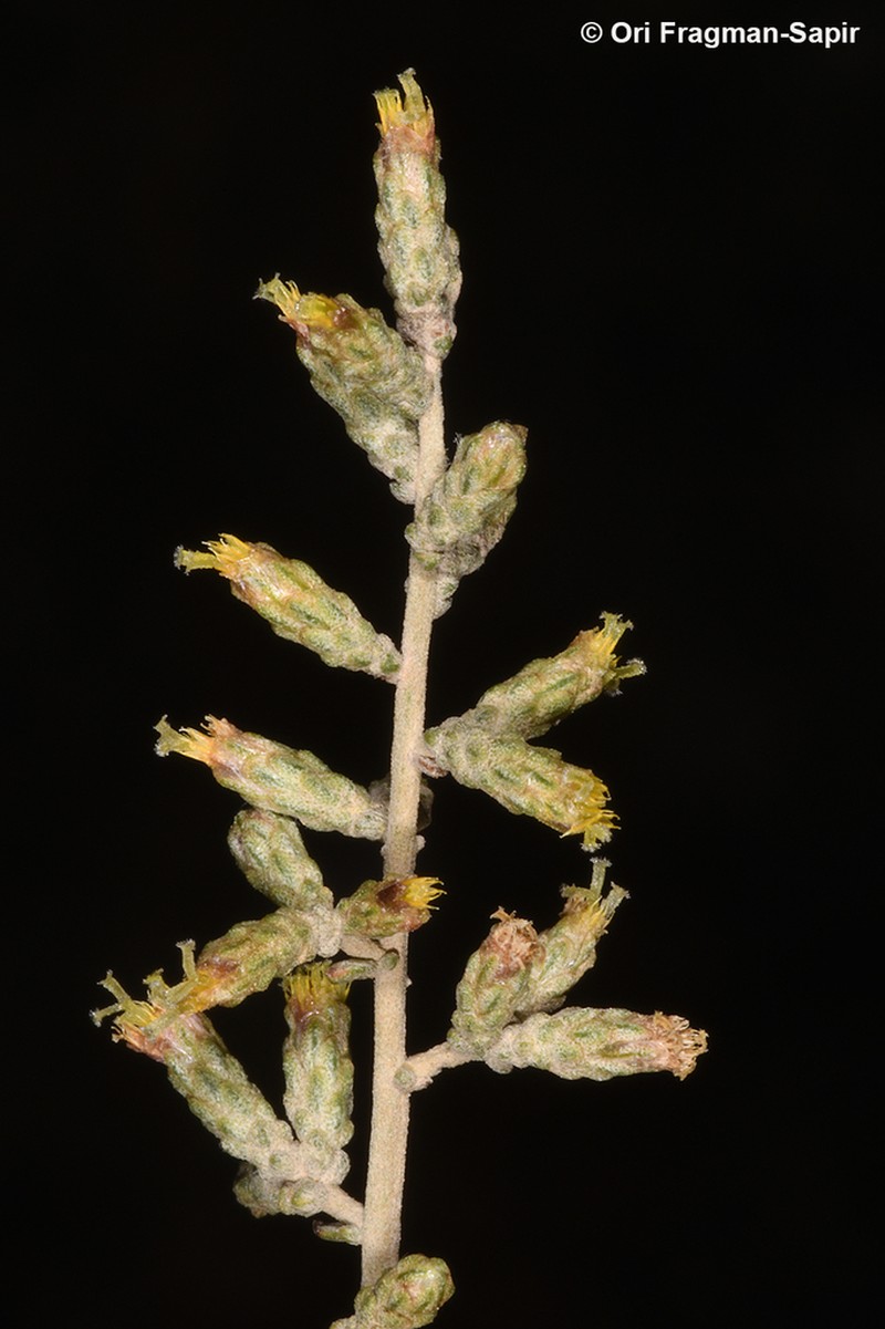 Artemisia glomerula