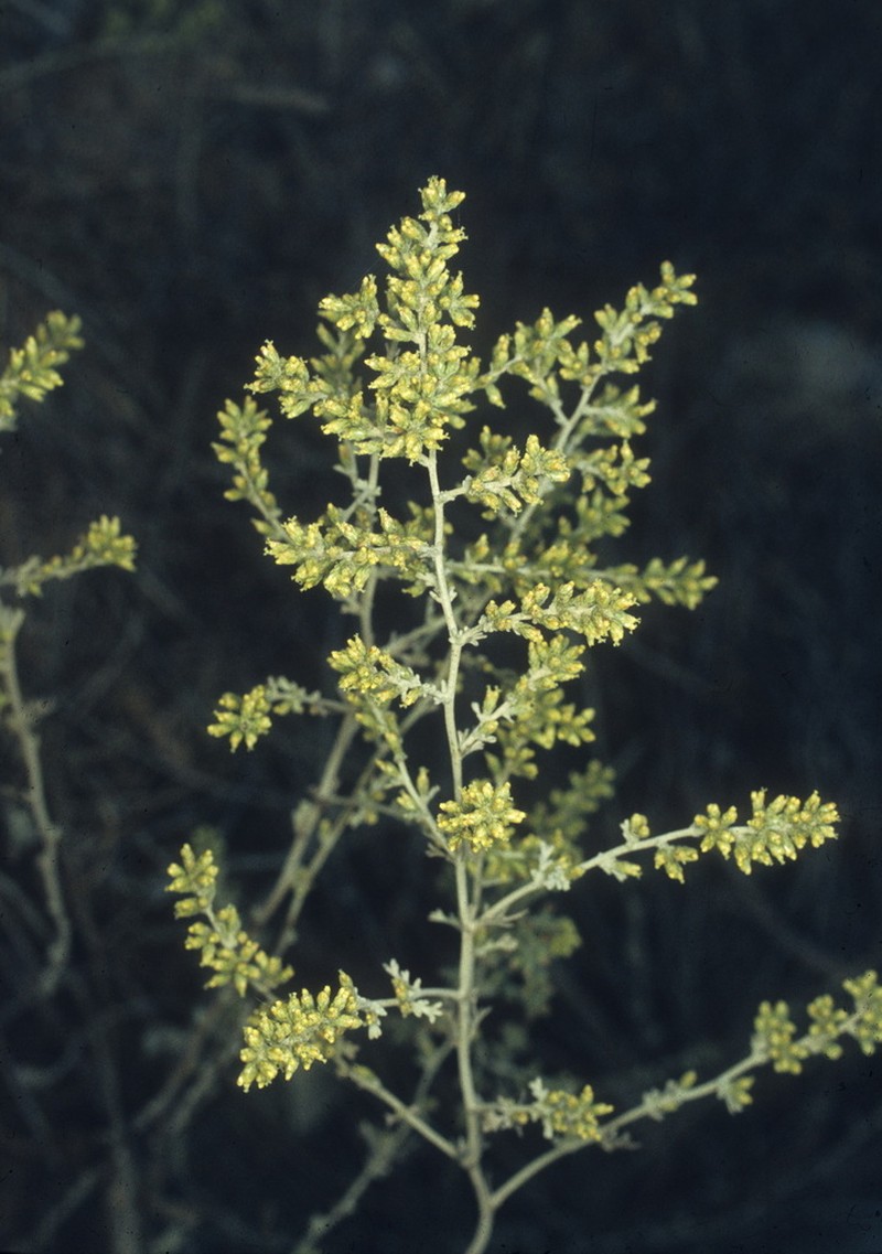 Artemisia glomerula photo 2