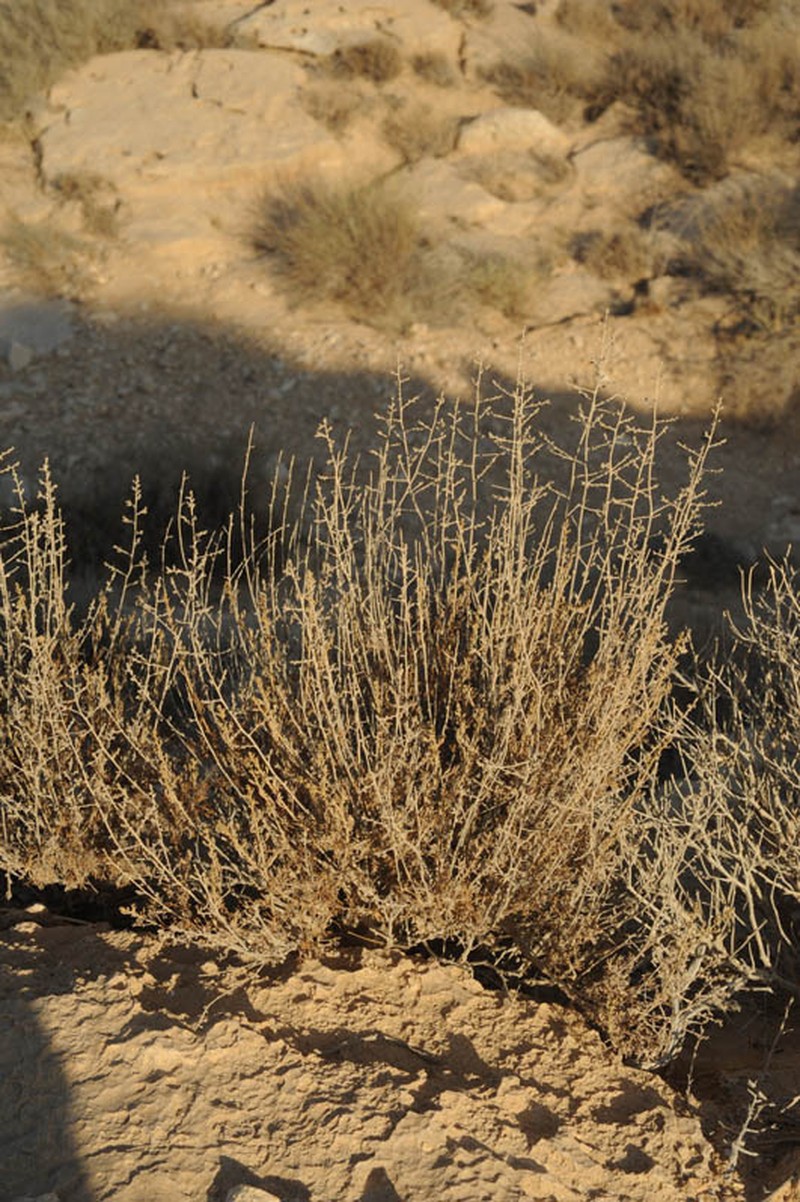 Artemisia glomerula photo 3