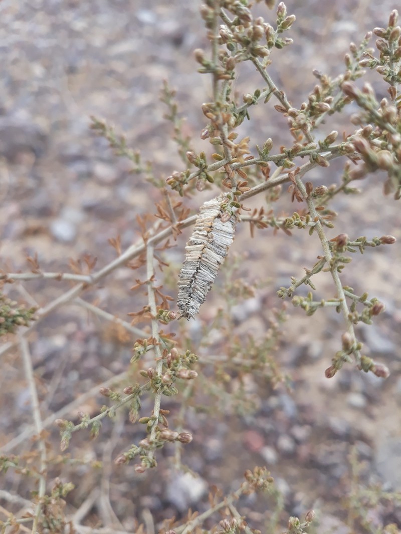 Artemisia glomerula photo 4