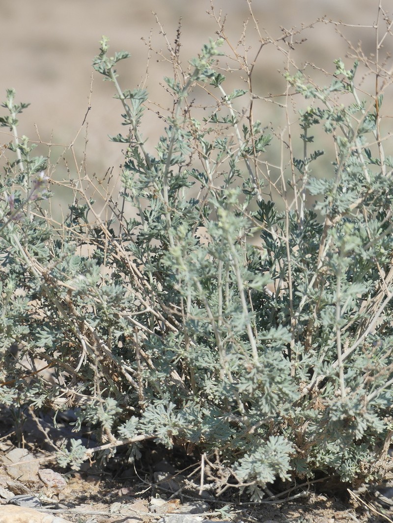 Artemisia glomerula photo 5