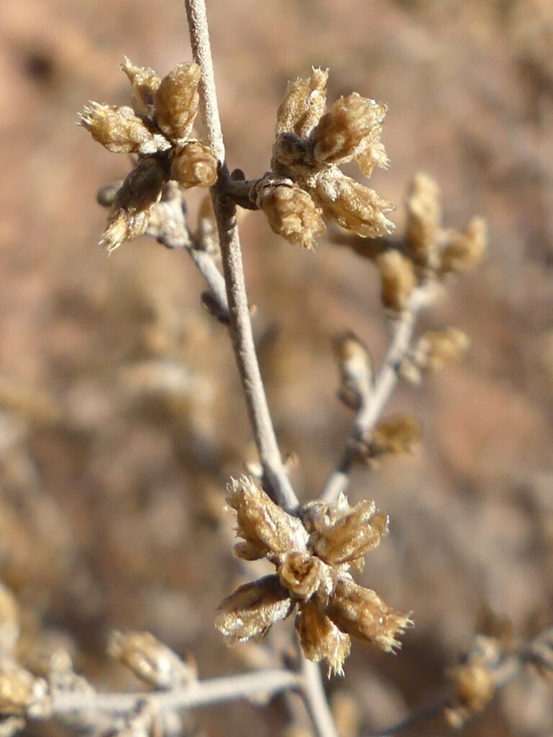 Artemisia glomerula photo 6