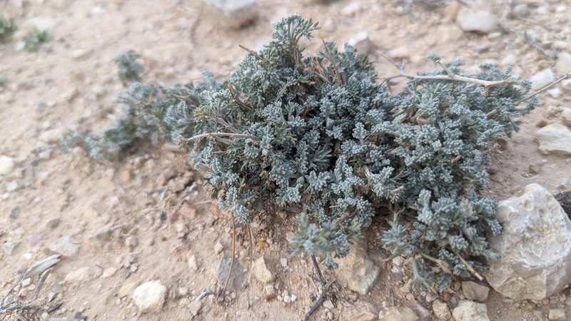 Artemisia glomerula photo 7