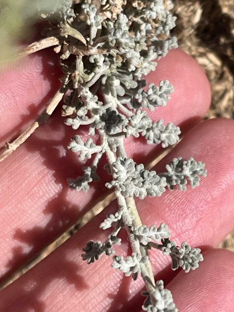 Artemisia glomerula photo 8