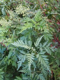 Gmelin's Wormwood