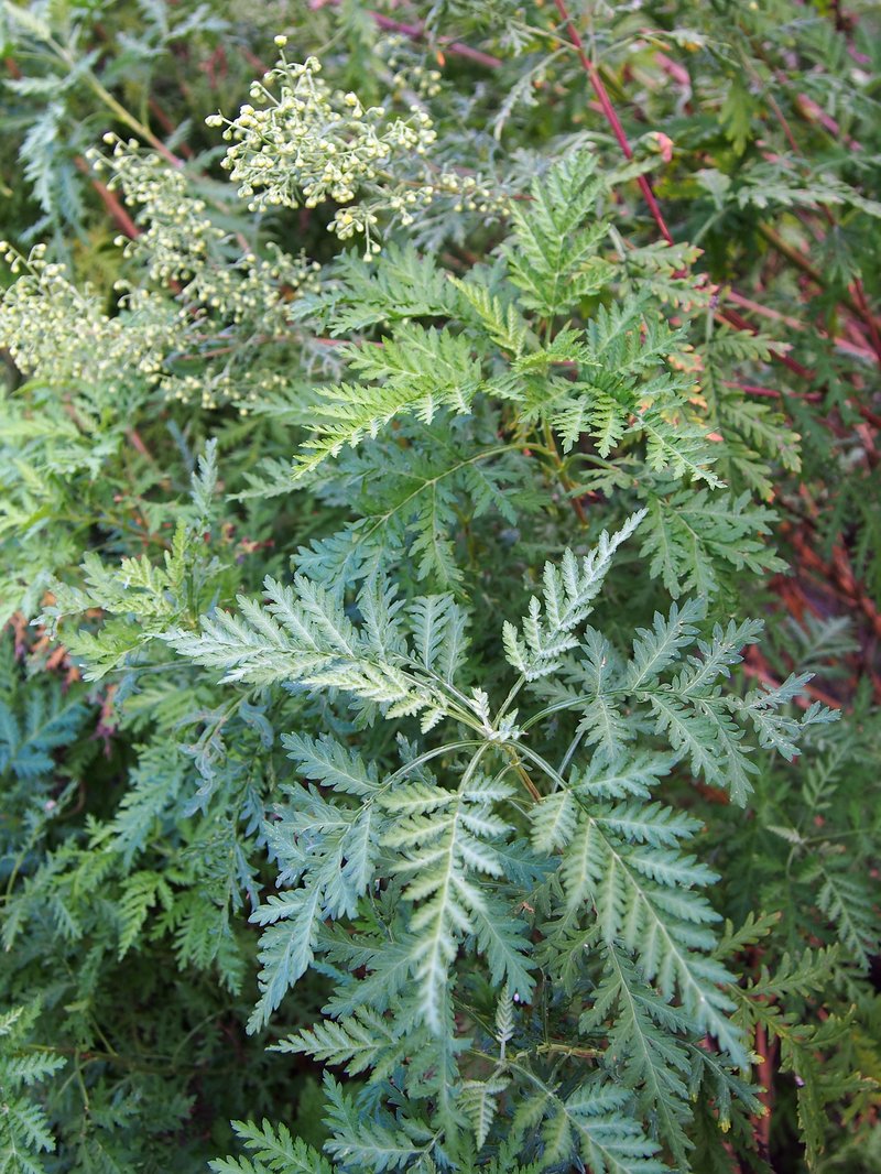 Gmelin's Wormwood