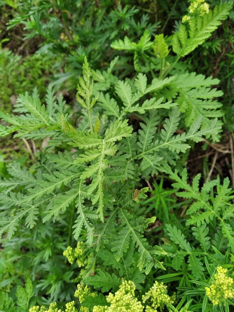 Gmelin's Wormwood photo 2