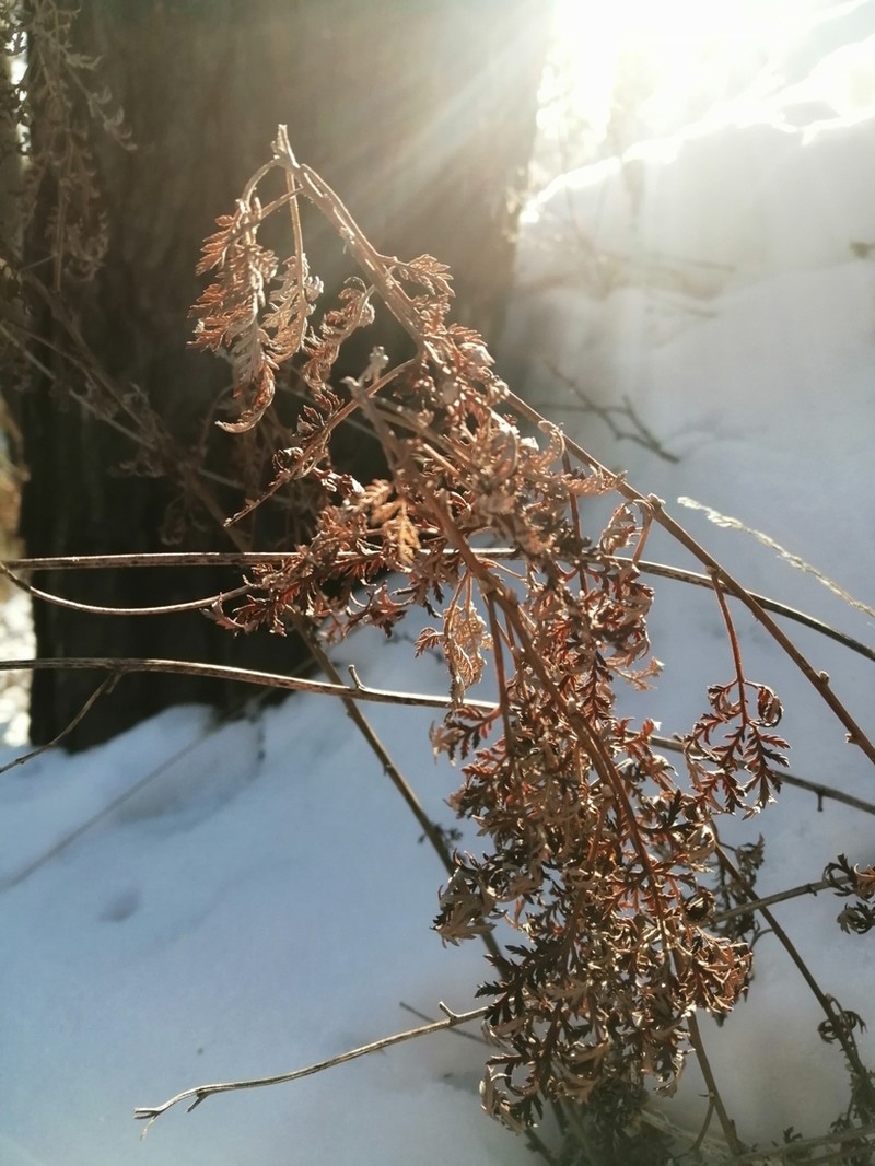 Gmelin's Wormwood photo 3