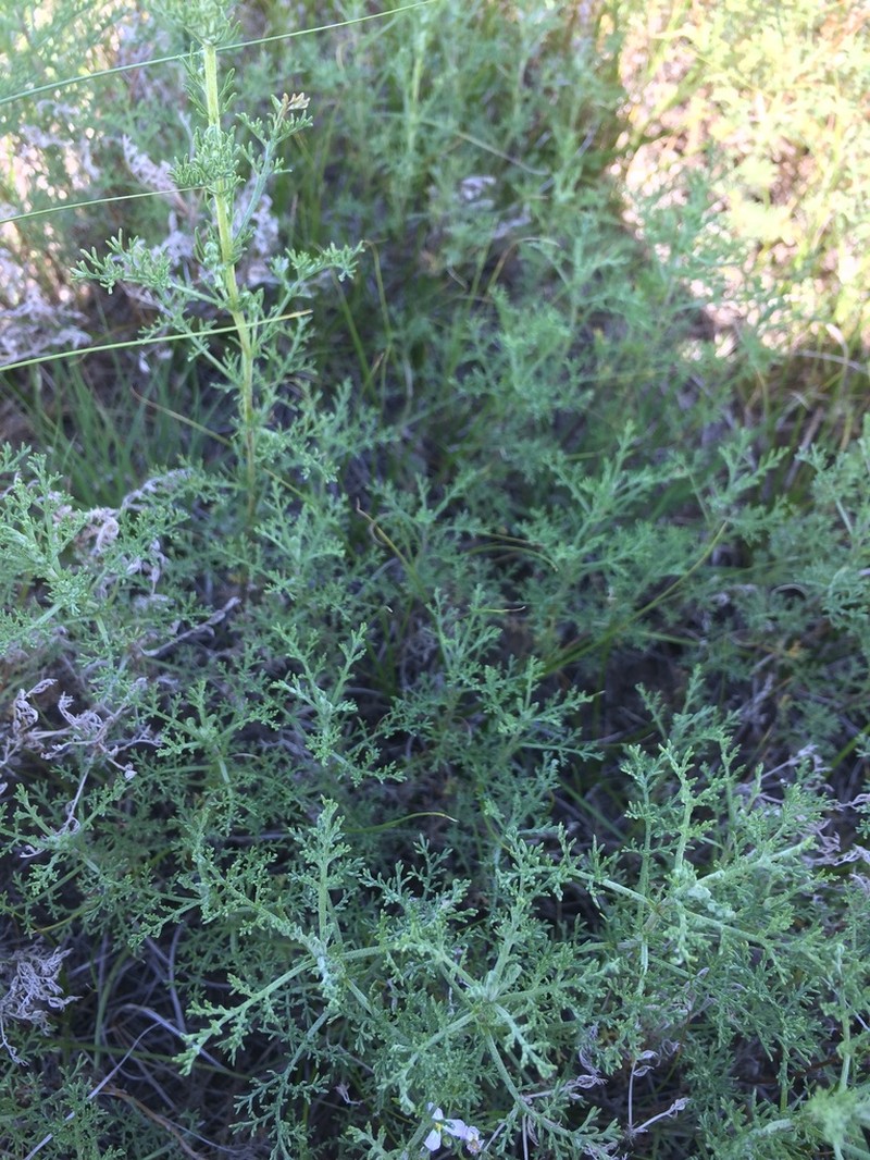 Gmelin's Wormwood photo 4
