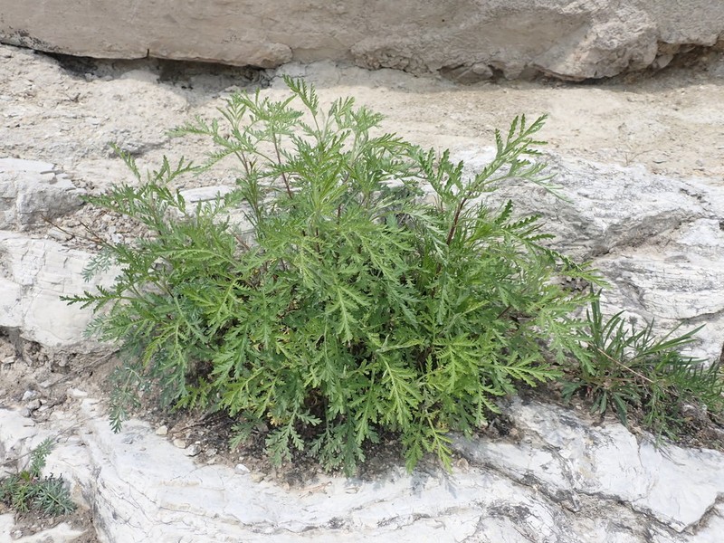 Gmelin's Wormwood photo 5