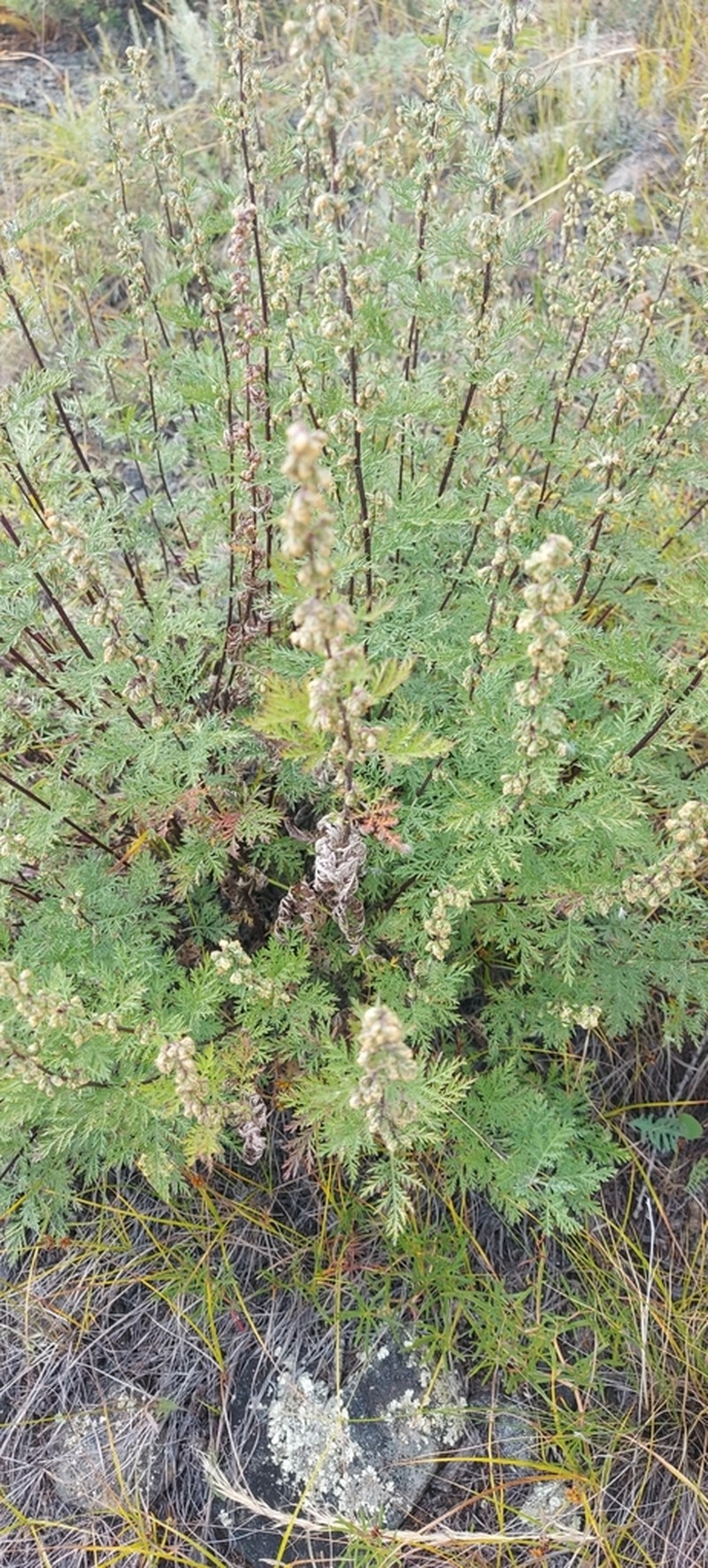 Gmelin's Wormwood photo 6