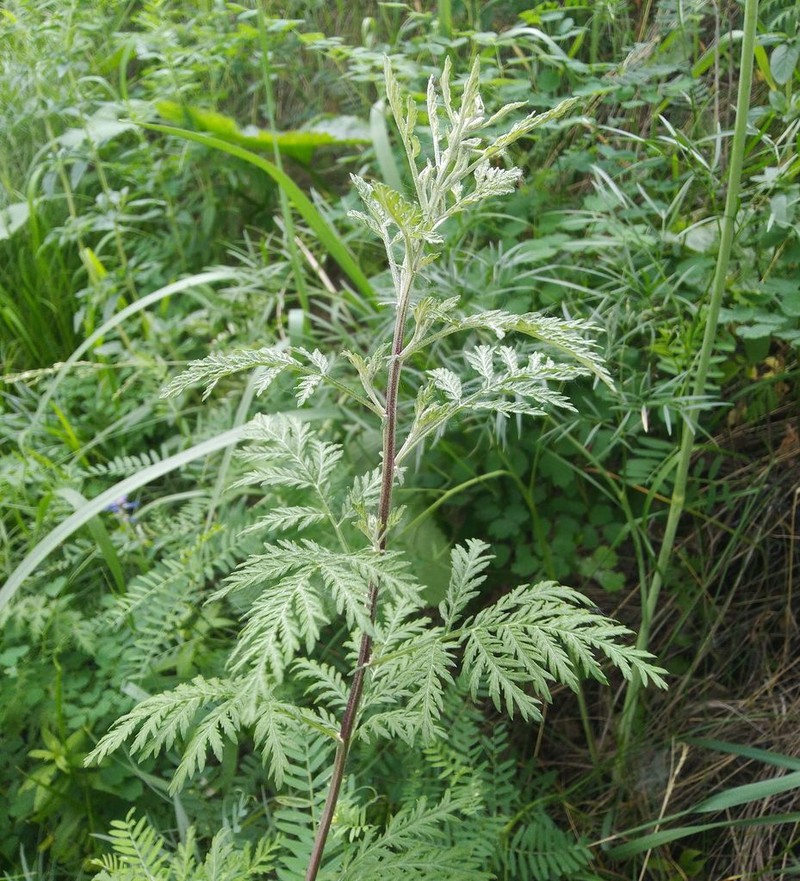 Gmelin's Wormwood photo 7