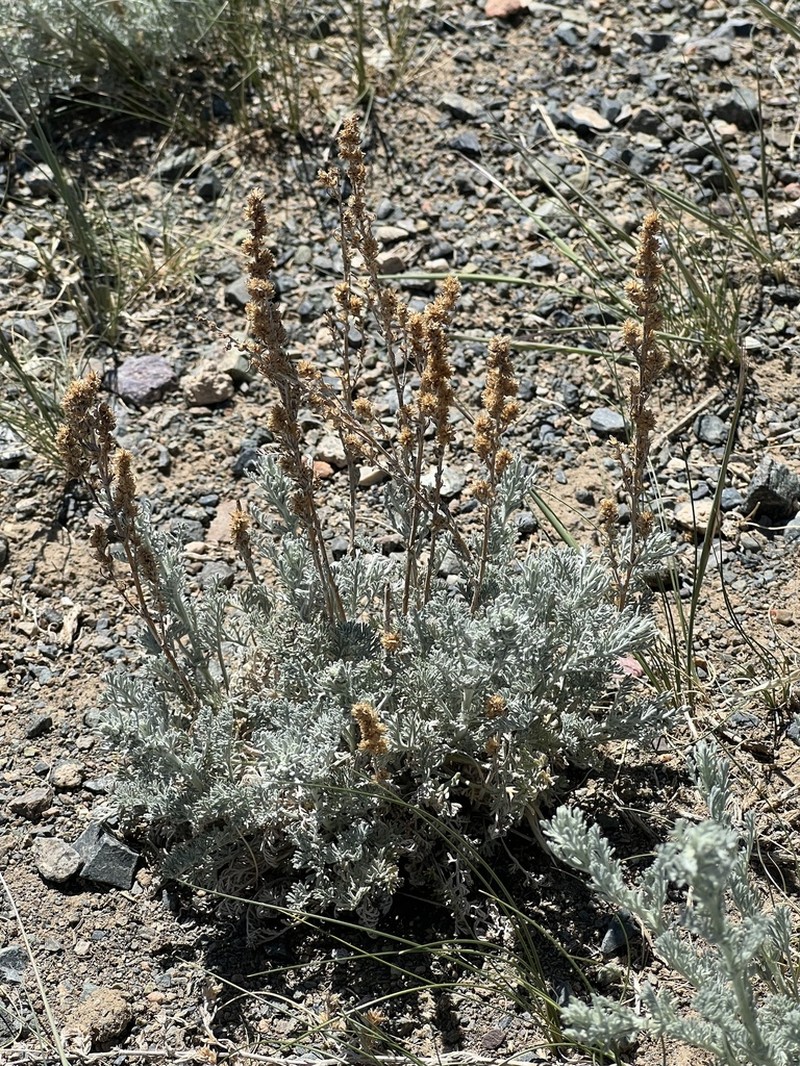 Artemisia gobica photo 2