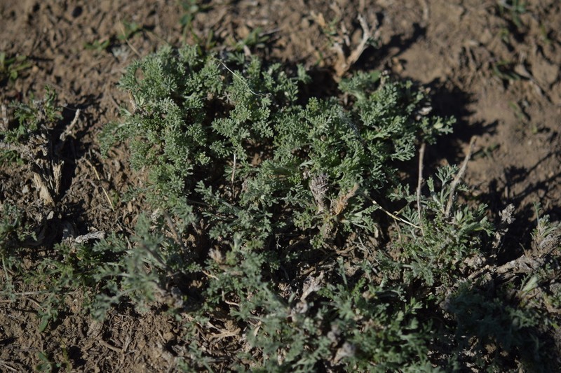 Artemisia gobica photo 3