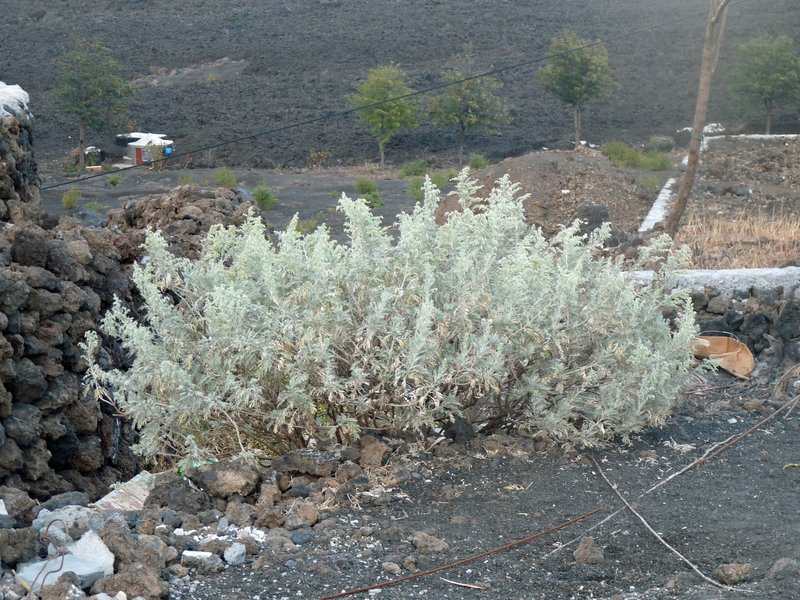 Artemisia gorgonum