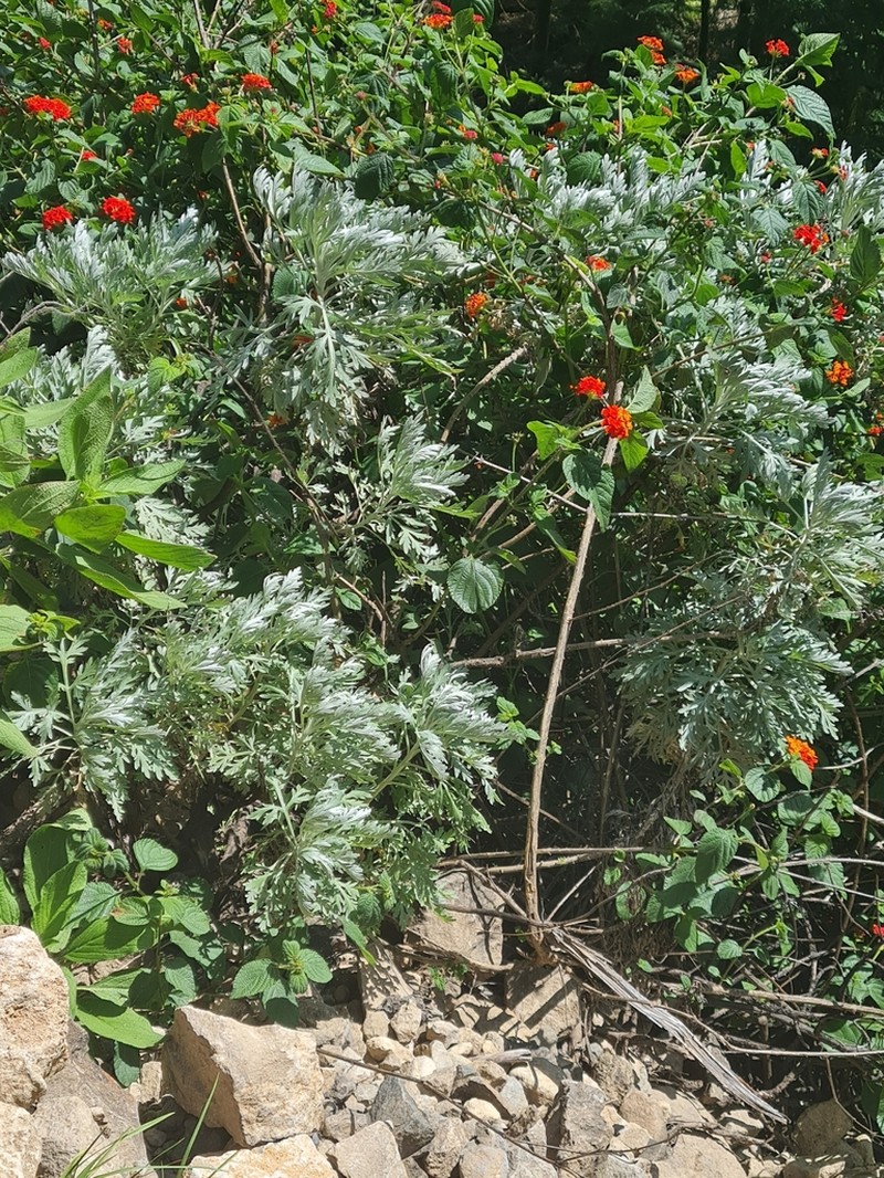 Artemisia gorgonum photo 3