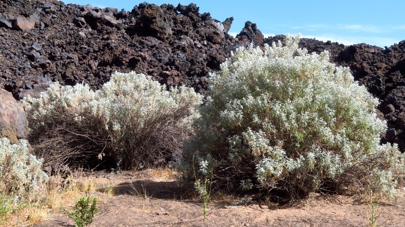 Artemisia gorgonum photo 4