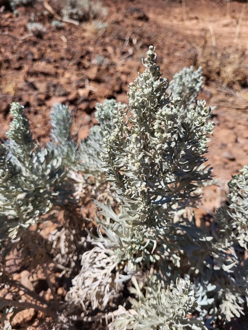 Artemisia gorgonum photo 5