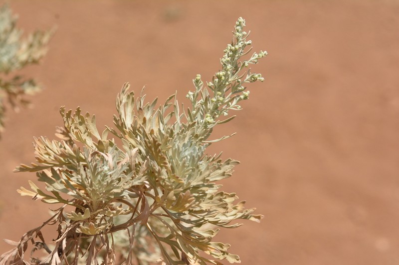 Artemisia gorgonum photo 6