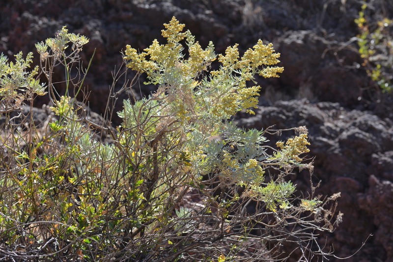 Artemisia gorgonum photo 7